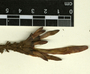 Erythrina coralloides DC., Mexico, B. A. Krukoff 1970-104, F